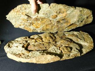 Over TWENTY Asaphellus sp Trilobite Fossils With BOTH Sides of GIANT Matrix e 4