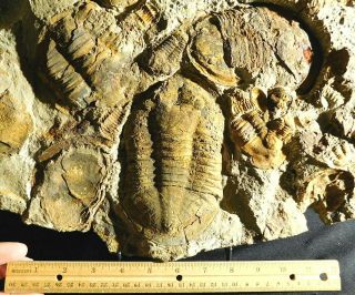 Over TWENTY Asaphellus sp Trilobite Fossils With BOTH Sides of GIANT Matrix e 5