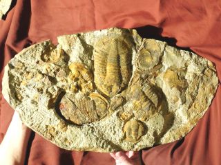 Over TWENTY Asaphellus sp Trilobite Fossils With BOTH Sides of GIANT Matrix e 6