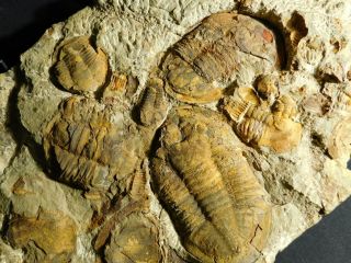 Over TWENTY Asaphellus sp Trilobite Fossils With BOTH Sides of GIANT Matrix e 7