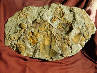Over TWENTY Asaphellus sp Trilobite Fossils With BOTH Sides of GIANT Matrix e 9
