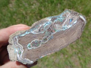 Virgin Valley Nevada Fire Opal Limb Cast Opalized Petrified Wood Plant Fossil 10