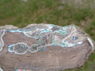 Virgin Valley Nevada Fire Opal Limb Cast Opalized Petrified Wood Plant Fossil 2