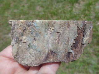 Virgin Valley Nevada Fire Opal Limb Cast Opalized Petrified Wood Plant Fossil 4