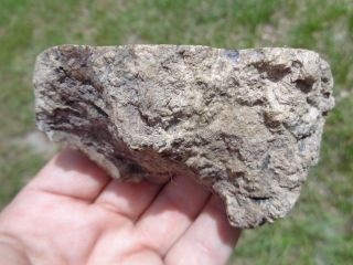 Virgin Valley Nevada Fire Opal Limb Cast Opalized Petrified Wood Plant Fossil 5