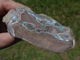 Virgin Valley Nevada Fire Opal Limb Cast Opalized Petrified Wood Plant Fossil 7
