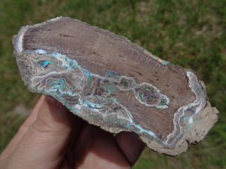Virgin Valley Nevada Fire Opal Limb Cast Opalized Petrified Wood Plant Fossil 8