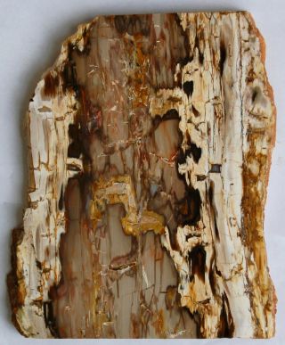 Large,  Polished,  Board Cut Nevada Petrified Wood Slab
