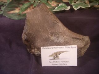 Dinosaur Bone Maiasaura Hadrosaur Tibia Bone Two Medicine Formation Mt Large