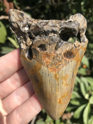 Huge 3.  84” Megalodon Tooth Fossil Shark Teeth Unrestored