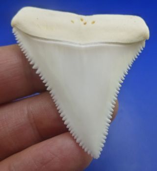 Real Modern Great White Shark Tooth Teeth 1.  96 Inch 031026