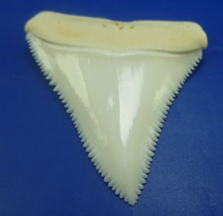 Real Modern Great white shark tooth teeth 1.  96 INCH 031026 2