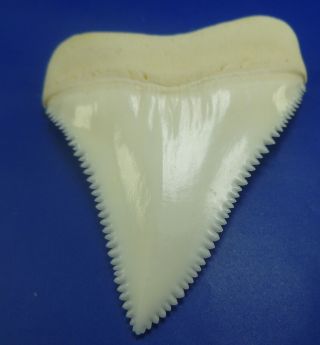 Real Modern Great white shark tooth teeth 1.  96 INCH 031026 3