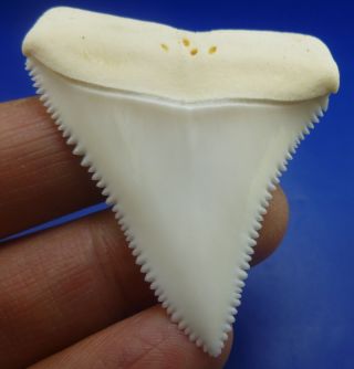 Real Modern Great white shark tooth teeth 1.  96 INCH 031026 4