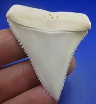 Real Modern Great white shark tooth teeth 1.  96 INCH 031026 5