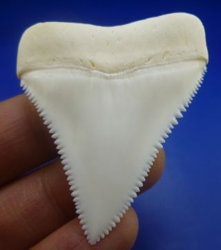 Real Modern Great white shark tooth teeth 1.  96 INCH 031026 6