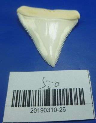 Real Modern Great white shark tooth teeth 1.  96 INCH 031026 7