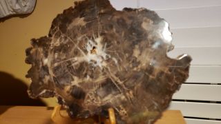 Large Polished Petrified Wood Slab From Utah 11 " X 8” X 3/4” Thick