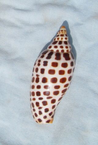 Scaphella Junonia 102mm Voluta Volute Seashell