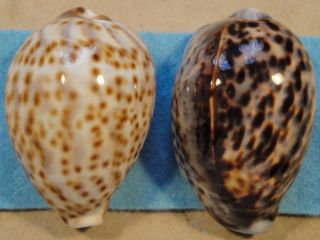 Cypraea Tigris 2 Shells 82,  85mm Tawitawi Island Sulu Sea,  Philippines 5 - 10 Meters