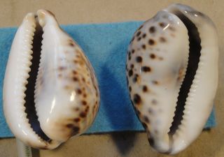 Cypraea Tigris 2 Shells 82,  85mm Tawitawi Island Sulu Sea,  Philippines 5 - 10 meters 2
