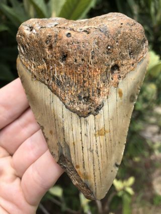 Huge 3.  82” Megalodon Tooth Fossil Shark Teeth Unrestored Natural