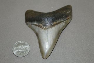 Megalodon Fossil Giant Shark Teeth Natural Large 3.  27 " Commercial Grade
