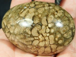 A 100 Natural Stromatolite Fossil Carved Into A Larger Egg 184gr E