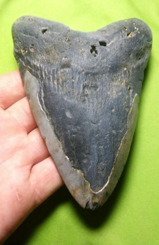 Huge " 5.  44 Megalodon Shark Tooth Teeth Extinct Fossil Meg Scuba Diver Direct 70