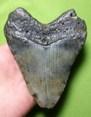 Huge " 4.  96 Megalodon Shark Tooth Teeth Extinct Fossil Meg Scuba Diver Direct 59
