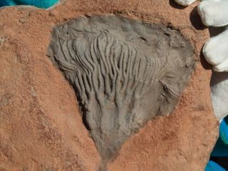 Detailed Scyphocrinites CRINOID Fossil from Morocco 9.  25 