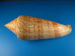 Conus Gloriamaris,  Pattern,  122.  3mm,  Philippines Shell