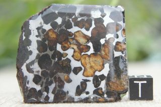 Sericho Pallasite Meteorite From Kenya Africa Habaswein 44.  9 Gram Part Slice