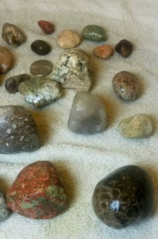 Unpolished Charlevoix / Petoskey Stones - shown wet 2