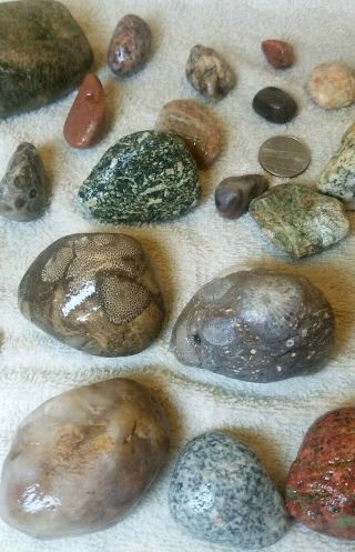 Unpolished Charlevoix / Petoskey Stones - shown wet 3