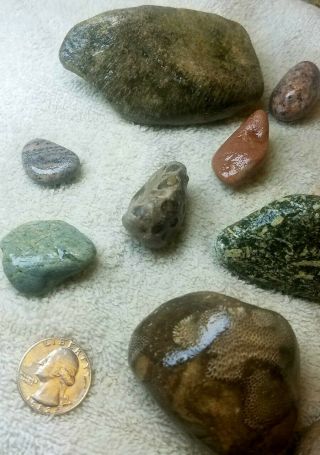 Unpolished Charlevoix / Petoskey Stones - shown wet 4