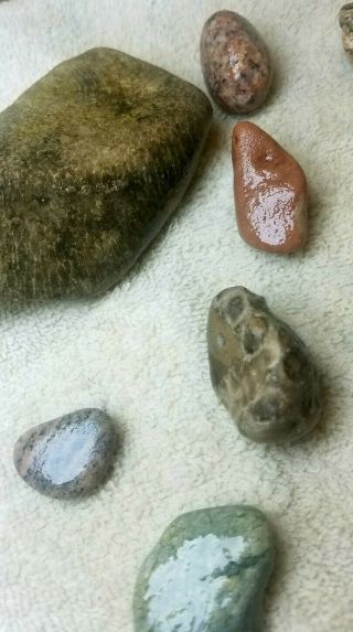 Unpolished Charlevoix / Petoskey Stones - shown wet 5