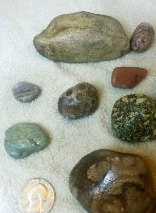 Unpolished Charlevoix / Petoskey Stones - shown wet 7