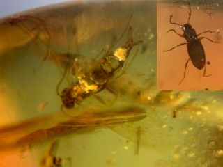 Unknown Fly Bug&beetle Burmite Myanmar Burmese Amber Insect Fossil Dinosaur Age