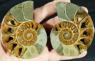 A Big Cut & Polished 120 Million Year Old Split Ammonite Fossil W/stands 236gr E