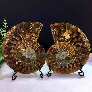 382g Natural A Ammonite Fossils Slice Nautilus Jade Shell Specimen,  Stand