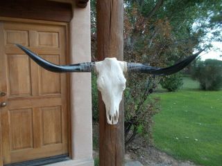 Longhorn Steer Skull 3 Feet 10 Inch Wide Horns Mounted Bull Cow Head