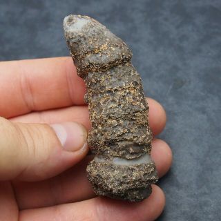 80mm Fosil Coral Horn Fossilien Devonian Natural Morocco Minerals