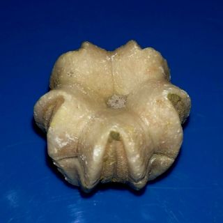 Blastoid Sea Lily Calyx Fossil,  Deltoblastus Timorensis From Timor,  24mm