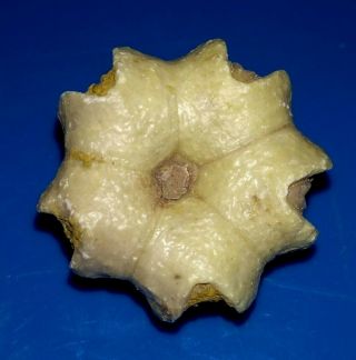 Blastoid Sea Lily Calyx Fossil,  Deltoblastus Timorensis From Timor,  26mm