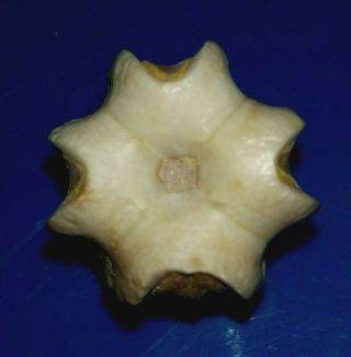 Blastoid Fossil,  Rare Deltoblastus Timorensis From Timor,  20mm