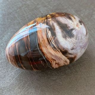 518g Natural Petrified Wood Egg Fossil Polished Specimen Madagascar J020