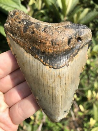 Huge 3.  91” Megalodon Tooth Fossil Shark Teeth Unrestored Natural