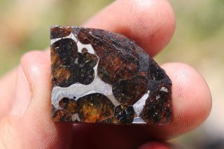 Brenham Meteorite Pallasite Part Slice 8.  8 Grams