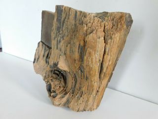Petrified Tree Log With Knots Life Like Wood Size 7 X 6 3/4 ^ Lbs
